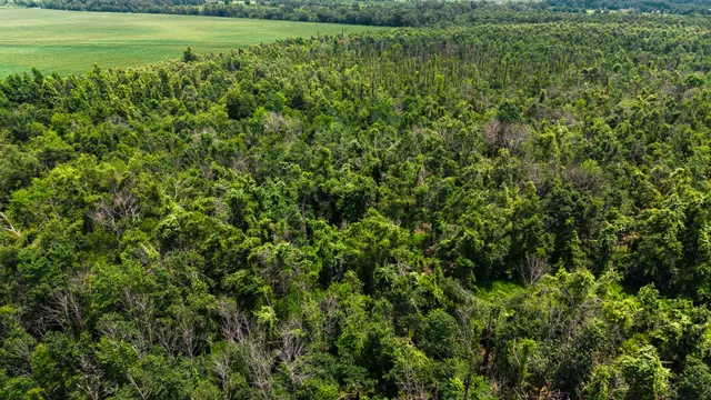 Big Creek 70 - Wildlife Habitat Property with Live Water in West Carroll Parish, LA - photo 10 of 10