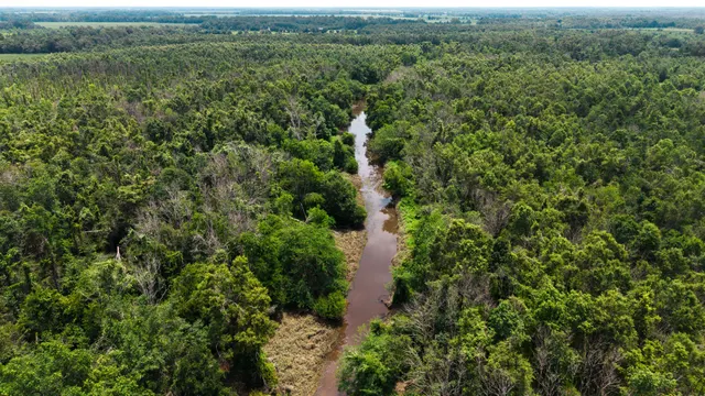 Big Creek 70 - Wildlife Habitat Property with Live Water in West Carroll Parish, LA - photo 7 of 10
