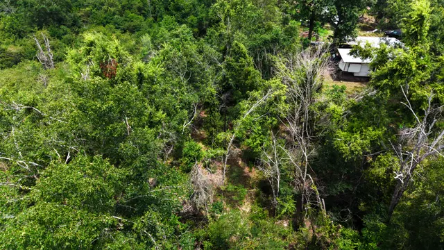 Big Creek 70 - Wildlife Habitat Property with Live Water in West Carroll Parish, LA - photo 9 of 10