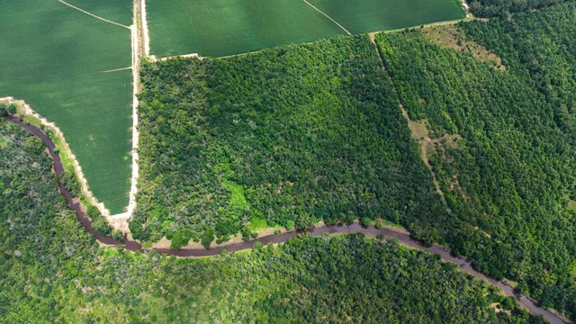 Big Creek 70 - Wildlife Habitat Property with Live Water in West Carroll Parish, LA