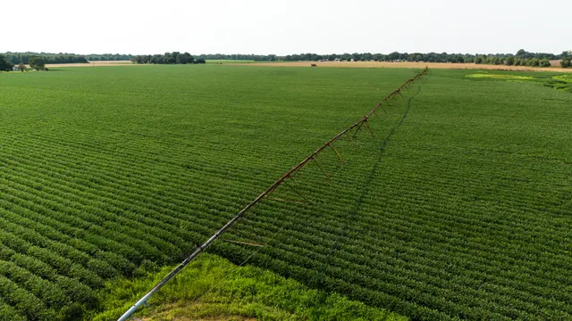Franklin 578 - Highly Productive, Irrigated Farmland in Franklin Parish, LA - photo 10 of 10