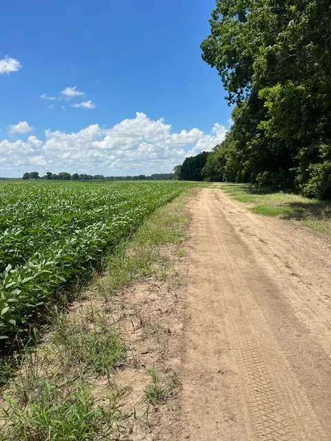 Tensas 80 - Productive Delta Farmland and Investment Opportunity in Tensas Parish, LA - photo 2 of 7