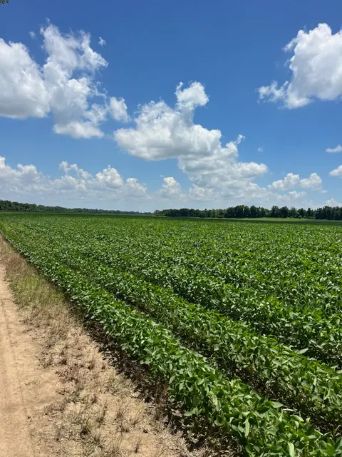 Tensas 80 - Productive Delta Farmland and Investment Opportunity in Tensas Parish, LA - photo 3 of 7