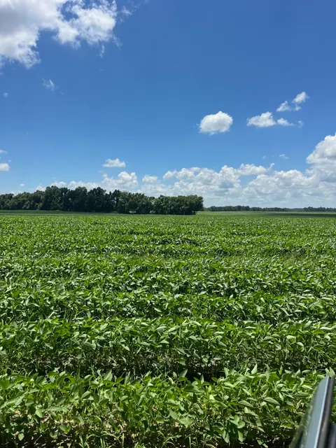 Tensas 80 - Productive Delta Farmland and Investment Opportunity in Tensas Parish, LA - photo 4 of 7