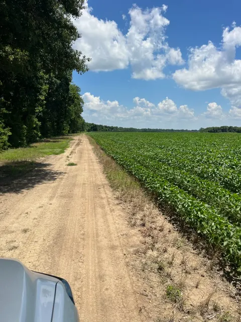 Tensas 80 - Productive Delta Farmland and Investment Opportunity in Tensas Parish, LA - photo 5 of 7