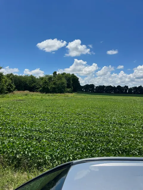 Tensas 80 - Productive Delta Farmland and Investment Opportunity in Tensas Parish, LA - photo 6 of 7