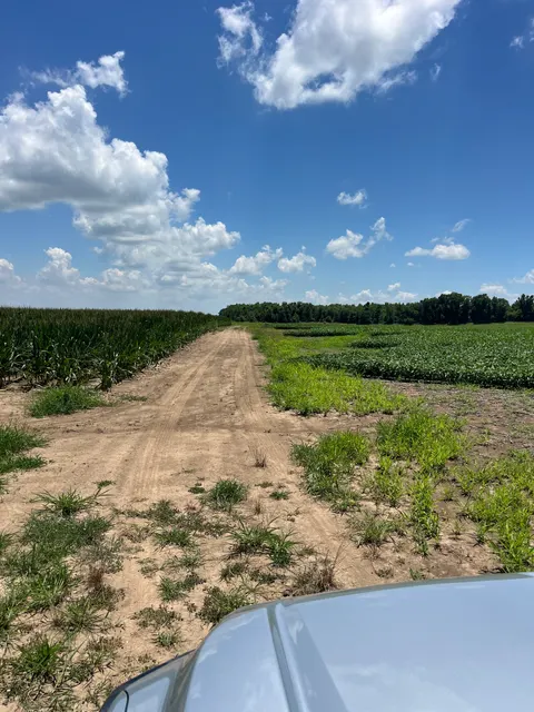 Tensas 80 - Productive Delta Farmland and Investment Opportunity in Tensas Parish, LA - photo 7 of 7