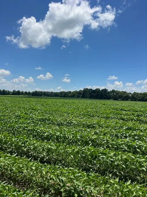 Tensas 80 - Productive Delta Farmland and Investment Opportunity in Tensas Parish, LA