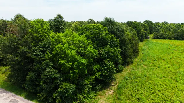 Watts Road 80 - Recreational & Timber Investment Land in West Carroll Parish, LA - photo 10 of 10
