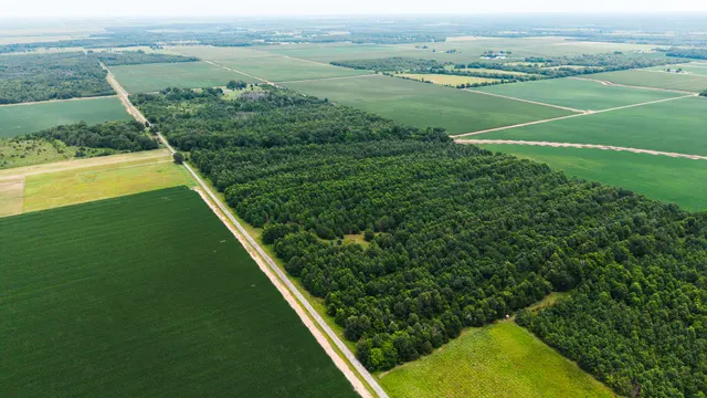 Watts Road 80 - Recreational & Timber Investment Land in West Carroll Parish, LA - photo 2 of 10