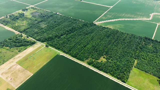 Watts Road 80 - Recreational & Timber Investment Land in West Carroll Parish, LA - photo 3 of 10