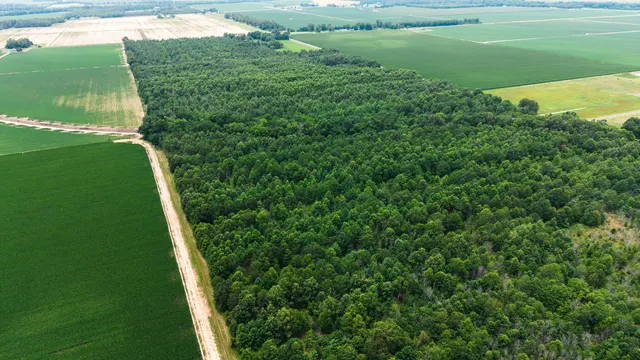 Watts Road 80 - Recreational & Timber Investment Land in West Carroll Parish, LA - photo 4 of 10