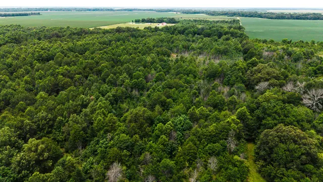 Watts Road 80 - Recreational & Timber Investment Land in West Carroll Parish, LA - photo 5 of 10