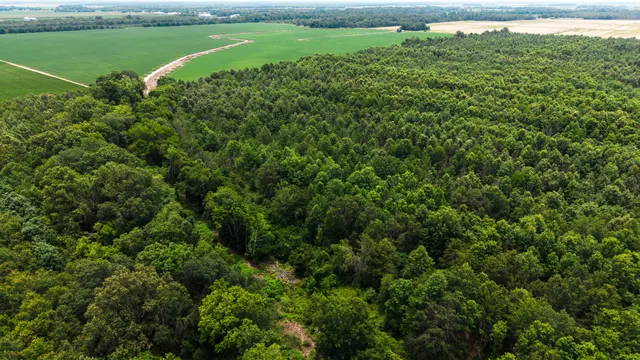 Watts Road 80 - Recreational & Timber Investment Land in West Carroll Parish, LA - photo 7 of 10