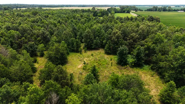 Watts Road 80 - Recreational & Timber Investment Land in West Carroll Parish, LA - photo 8 of 10