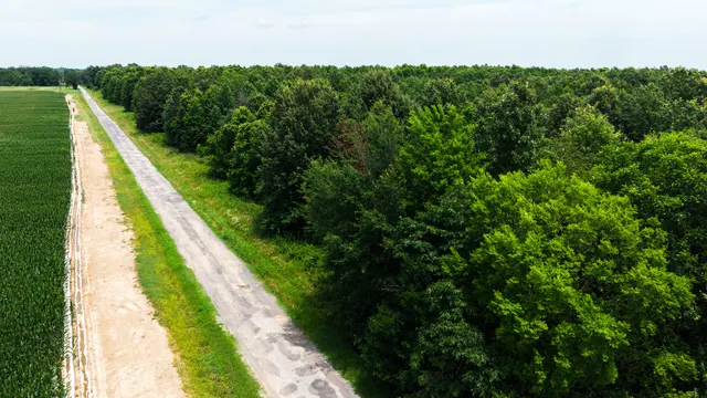 Watts Road 80 - Recreational & Timber Investment Land in West Carroll Parish, LA - photo 9 of 10