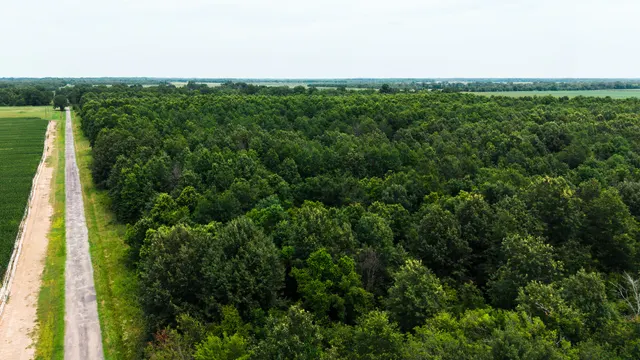 Watts Road 80 - Recreational & Timber Investment Land in West Carroll Parish, LA